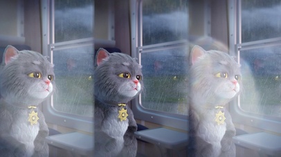 斑布猫-雨后彩虹