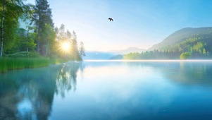 湖面树木护眼绿景