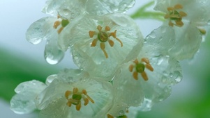 透明雨中花