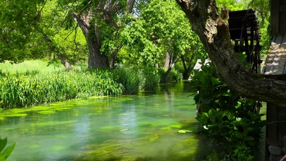 护眼绿林溪流水车