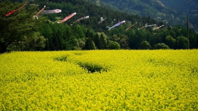 油菜花田