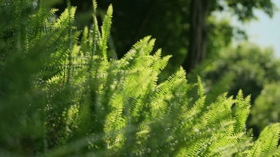 4k夏天绿植生机勃勃自然风景