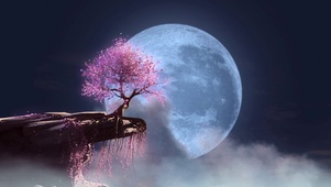悬崖樱花