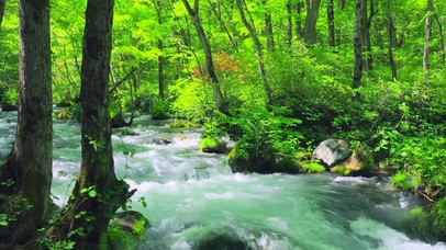 护眼绿树林自然溪流
