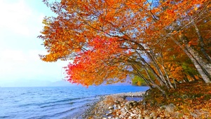 秋天湖边红叶树