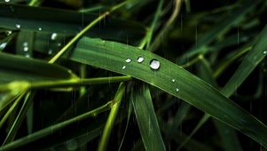 晶莹的小雨滴