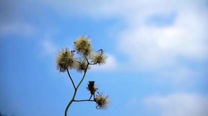 唯美蒲公英空飘散