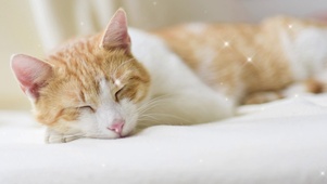 小橘猫