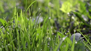 4K 高清 绿草地上的露水