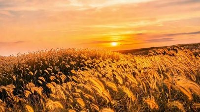 夕阳树木
