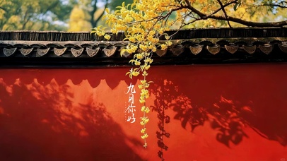 九月初见金桂