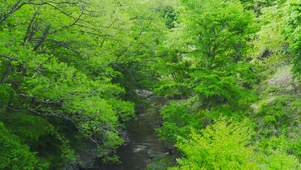 绿林间溪流
