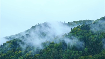 清新元气森林4K