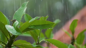 雨打叶子