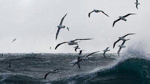 海鸥