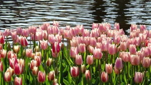 郁金香花海