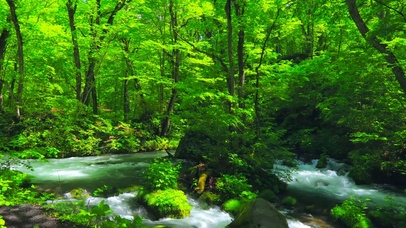 护眼绿林清凉流水