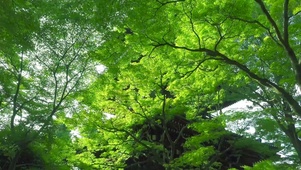 绿树成荫