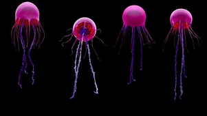 美丽的浮游生物