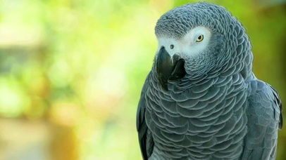 4K灰鹦鹉~
