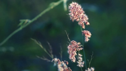 与你蒲公英的约定