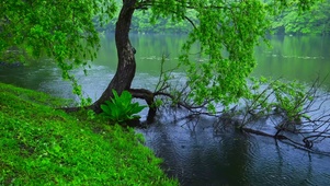 雨天绿树湖边