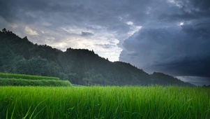 雨天乡村稻田