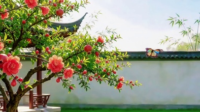 石榴花