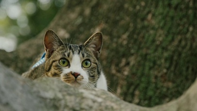 猫咪