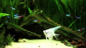 生态鱼缸