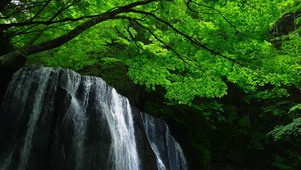 夏日清凉绿树瀑布