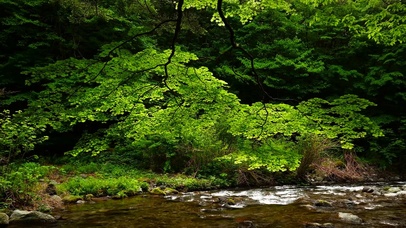 4K山涧绿林小溪