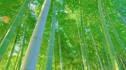 4k绿色护眼竹林