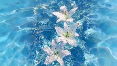 治愈水中百合花