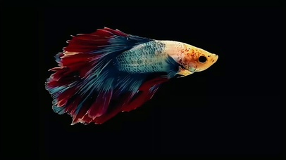 治愈系七彩鱼4K