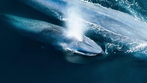 4k大型蓝鲸鱼喷水