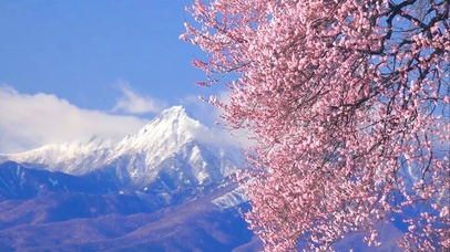 唯美樱花雪山