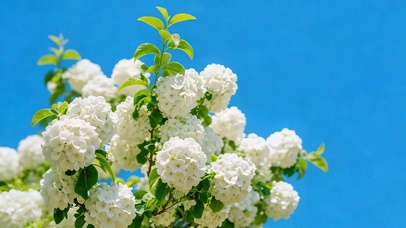 春末的纯白浪漫