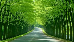 护眼林荫大道4K
