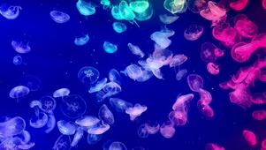 水母
