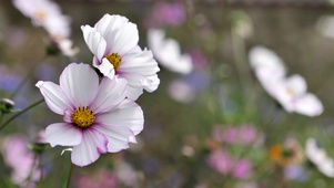 紫白花丛