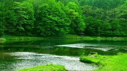 护眼自然绿树林湖边