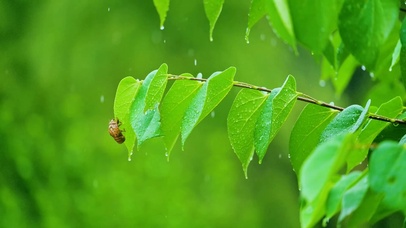 护眼雨中绿叶