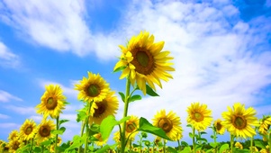 夏日向日葵
