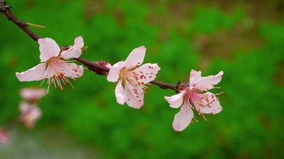4K春天蜜蜂采蜜桃花自然风景
