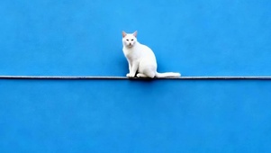 猫咪带鱼屏