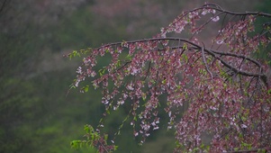 放松雨中樱花