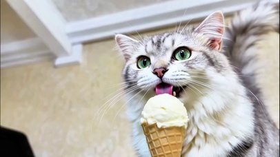 猫咪吃冰