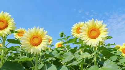 蓝天下向日葵