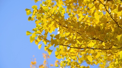 秋天唯美银杏叶